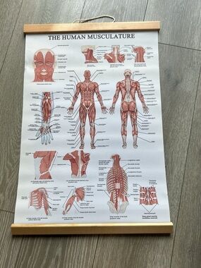 The Human Musculature Educational Chart - Red Illustration